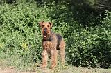 AIREDALE TERRIER 003